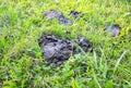 Cow shit lying on the grass Royalty Free Stock Photo