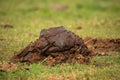 Cow shit on pasture. Processing of excrement into fertilizer Royalty Free Stock Photo