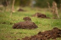 Cow shit on pasture. Processing of excrement into fertilizer