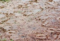 Cow shit and spoor on blur background Royalty Free Stock Photo