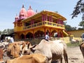 Cow shoping in assam, nearest Durga temple.