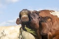 Cow teeth and gums, funny portrait of a mooing cow, with open mouth while chewing Royalty Free Stock Photo