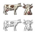 Cow. Side and front view. Hand drawn in a graphic style. Vintage vector engraving illustration for info graphic, poster Royalty Free Stock Photo