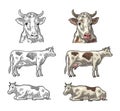 Cow. Side and front view. Vintage vector engraving Royalty Free Stock Photo