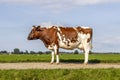 Cow side view standing on a path, a blue sky in the Netherlands, a full length red and white dairy milk cattle Royalty Free Stock Photo