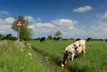 Cow & sign