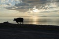 Cow silhouette by the beach