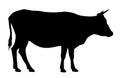 Cow silhouette