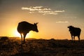 Cow silhouettes in the sunset