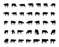 Cow silhouettes