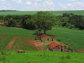 Cow and Simple Houses in the countryside. Cattle walking near rustic houses at a farmland