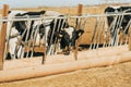 cow with a single horn eats feed in a trough through bars