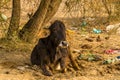 A cow sits amongst rubbish on the outskirts of Mandawa, India at sunrise