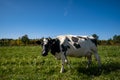 The cow sits on a green meadow Royalty Free Stock Photo