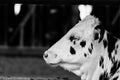 Cow sitting in cowshed Royalty Free Stock Photo