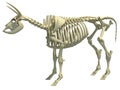 Cow Skeleton animal anatomy 3D rendering