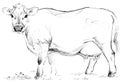 Cow sketch. Dairy cow pencil sketch. Royalty Free Stock Photo