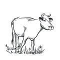 Cow sketch hand drawn. Livestock ink sketch Royalty Free Stock Photo