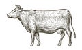 Cow sketch. Hand drawn vintage vector illustration Royalty Free Stock Photo