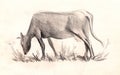 Cow . Sketch. hand painted Pencil drawing