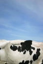 Cow skin Royalty Free Stock Photo