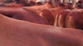 Cow skin surfaces Royalty Free Stock Photo
