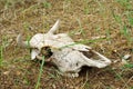 Cow skull Royalty Free Stock Photo