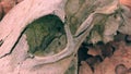 Cow skull on autumn foliage