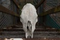 A cow skull before a cattle loading race possible anti-meat statement