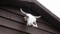 Cow skull hanging on wooden barn door