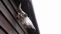 Cow skull hanging on wooden barn door