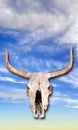 Cow Skull in the Heavens.