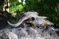 Cow Skull on a Rock