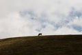 Cow and sky