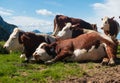 Cow sleeping on grass next to other cows while sunbathing Royalty Free Stock Photo