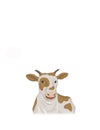 Cow smile close up illustration Royalty Free Stock Photo