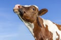 Cow sniffing head up lifted, red and white milk cattle and a spying eye under a blue sky Royalty Free Stock Photo