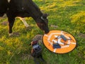 Cow sniffs the drone