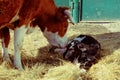 A cow sniffs her newborn calf. A newborn calf lies in the hay next to its mother. Livestock on the farm Royalty Free Stock Photo