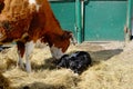 A cow sniffs her newborn calf. A newborn calf lies in the hay next to its mother. Livestock on the farm Royalty Free Stock Photo