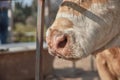 Cow snout close-up Royalty Free Stock Photo