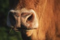 Cow snout close-up in sunlight. The nose of a reddish cow Royalty Free Stock Photo