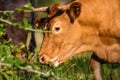 Cow Spanish Wild Pasture Royalty Free Stock Photo
