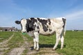 Cow with spiked nose ring, a maverick calf weaning ring of bright green plastic, standing in a field and a blue sky Royalty Free Stock Photo