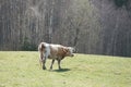 Cow on a spring meadow