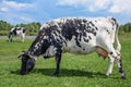 Cow on a spring pasture. Cow on the background of green field and blue sky. Beautiful funny cow on farm. Young black and white cow Royalty Free Stock Photo