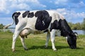 Cow on a spring pasture. Cow on the background of green field and blue sky. Beautiful funny cow on farm. Young black and white cow Royalty Free Stock Photo