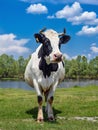 Cow on a spring pasture. Cow on the background of green field and blue sky. Beautiful funny cow on farm. Young black and white cow Royalty Free Stock Photo