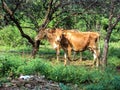 Cow Royalty Free Stock Photo