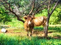 Cow Royalty Free Stock Photo